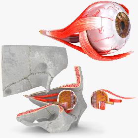 3D Eye With Anatomical Cross-Section model